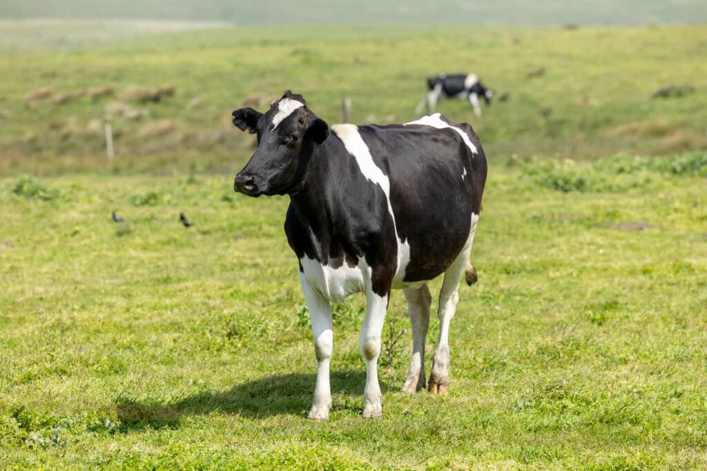 12.06.2026 Agrobiznes - nowe obowiązki posiadaczy zwierząt 1 EAttachments9572150f9c56a6a8fcf08aa552471467793966c xl