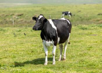 12.06.2026 Agrobiznes - nowe obowiązki posiadaczy zwierząt 2 EAttachments9572150f9c56a6a8fcf08aa552471467793966c xl