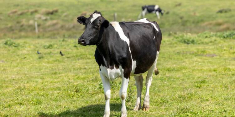 12.06.2026 Agrobiznes - nowe obowiązki posiadaczy zwierząt 1 EAttachments9572150f9c56a6a8fcf08aa552471467793966c xl