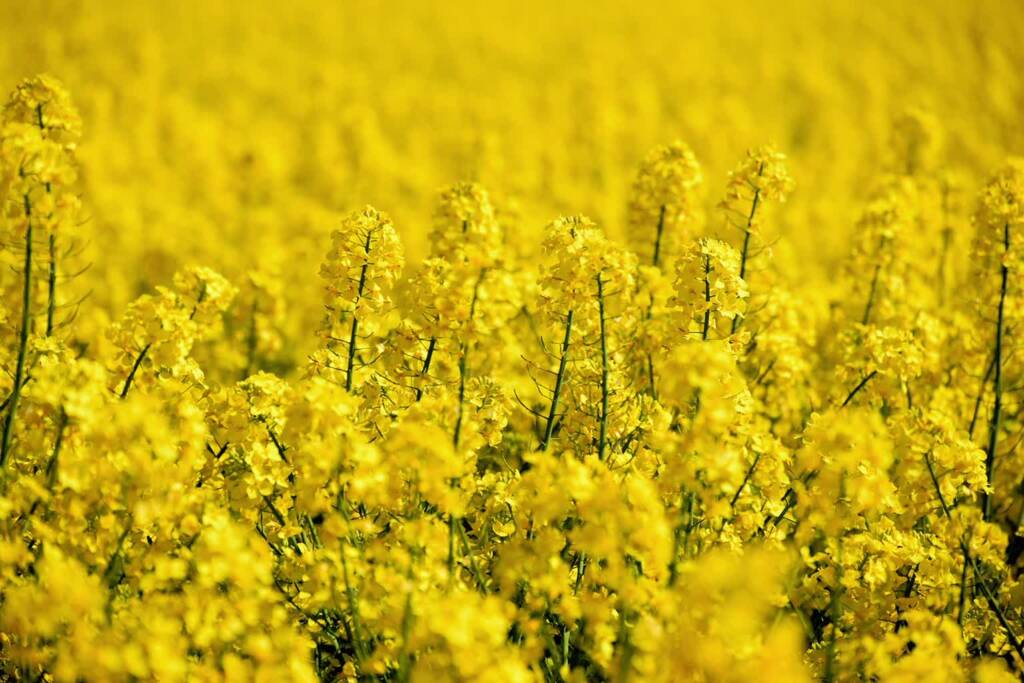Kłopoty z pogodą i niepewność jutra. Bieżące problemy w rolnictwie 1 EAttachments9574487a17c4000012b685d958353d71a9e2c27 xl