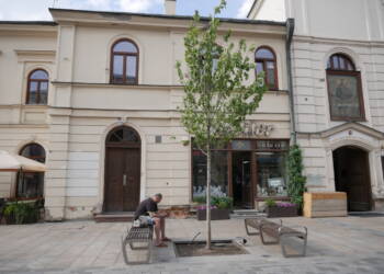 Przegrały z chorobą. Platany znikają z deptaka 6 EAttachments958685150a9335f300101d0295fee371ae69a8b xl 2