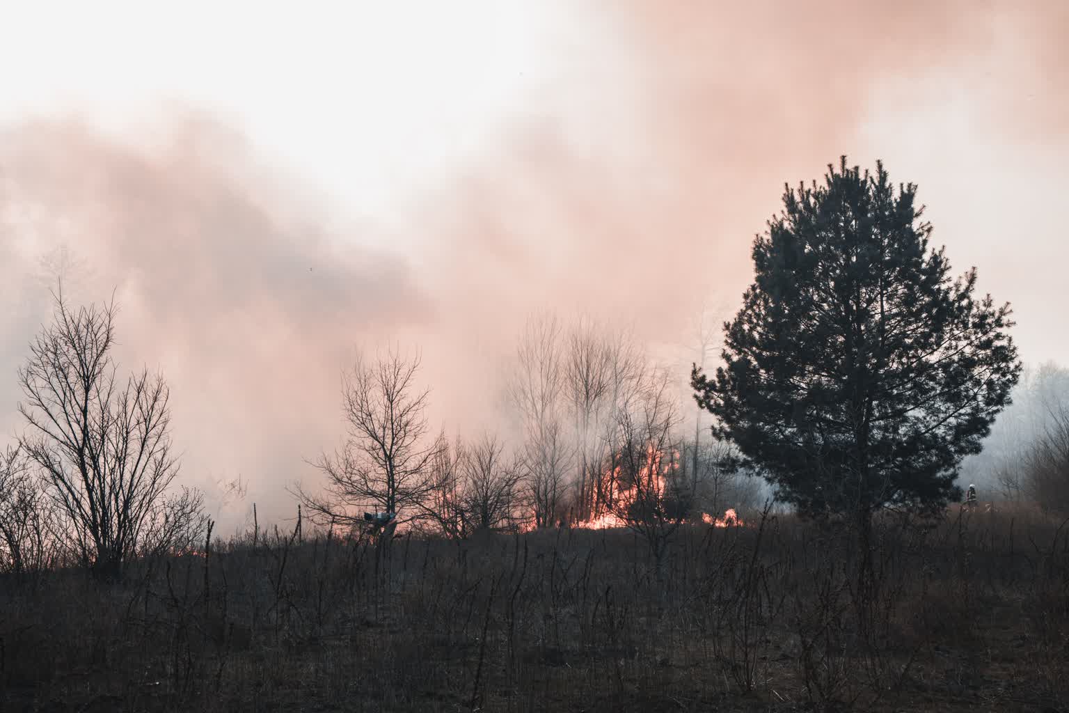 Pożar lasu w pobliżu rezerwatu. Walczyli z nim strażacy z dwóch województw