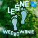 Retencja w lasach | Leśne wędrowanie 10 las 1024x1024 1