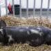 02.07.2026 Agrobiznes - konferencja "Świnie gołębskie-puławskie-100 lat hodowli" 10 EAttachments9612995bb26168798f999b91000d435aef7f889 xl