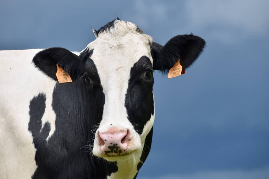 03.07.2026 Agrobiznes - Wystawa Zwierząt Hodowlanych, Maszyn i Urządzeń Rolniczych w Sitnie 1 EAttachments961598669f04f0e5cae930b0183069e89a2bfa1 xl