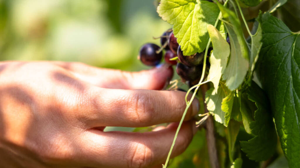 "Kolejny kataklizm". Upały zniszczyły plantacje 1 EAttachments9628079fcace2122eb9016a5637f99430c58aca xl