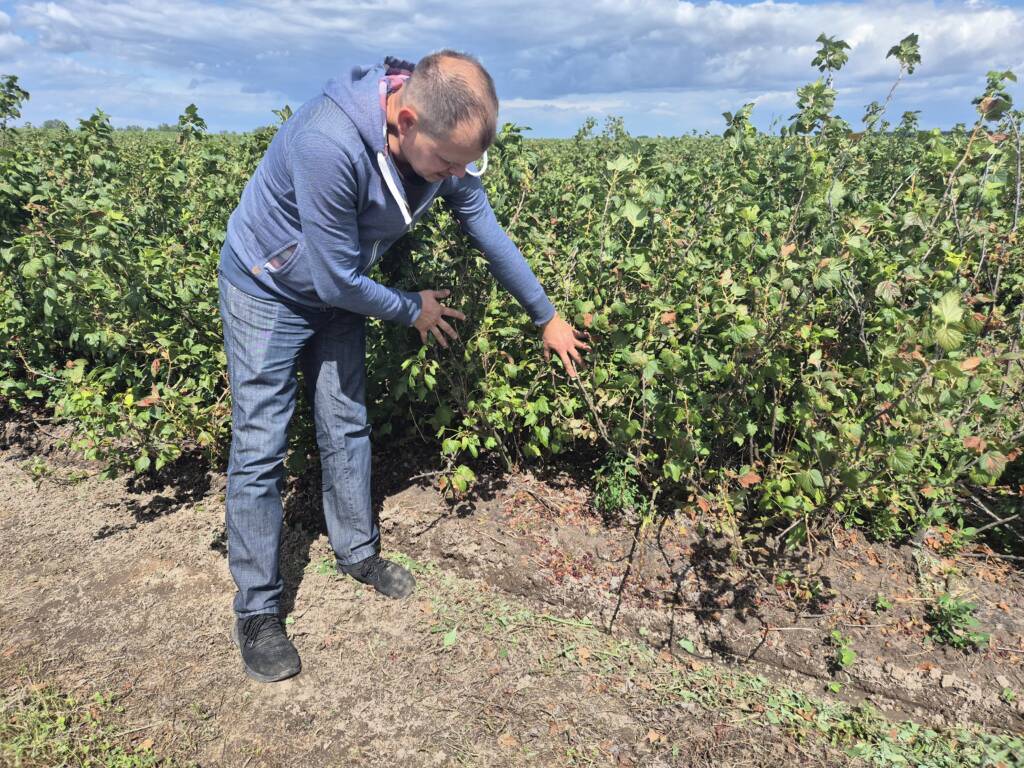 "Kolejny kataklizm". Upały zniszczyły plantacje 2 EAttachments96286636d05366fcb4cc6ab22fc34b45843e9b7