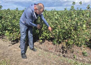 "Kolejny kataklizm". Upały zniszczyły plantacje 5 EAttachments96286636d05366fcb4cc6ab22fc34b45843e9b7