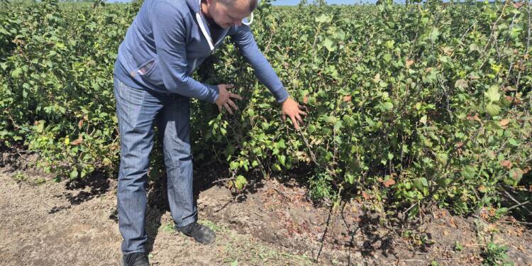 "Kolejny kataklizm". Upały zniszczyły plantacje 1 EAttachments96286636d05366fcb4cc6ab22fc34b45843e9b7