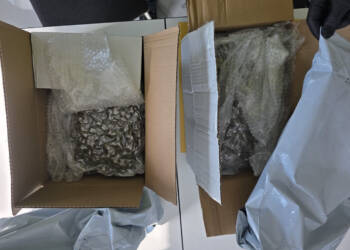 Marihuana w przesyłkach kurierskich. Przybyła z zagranicy 4 EAttachments96301754276f9ae327da0509a381d68548b72b2 xl