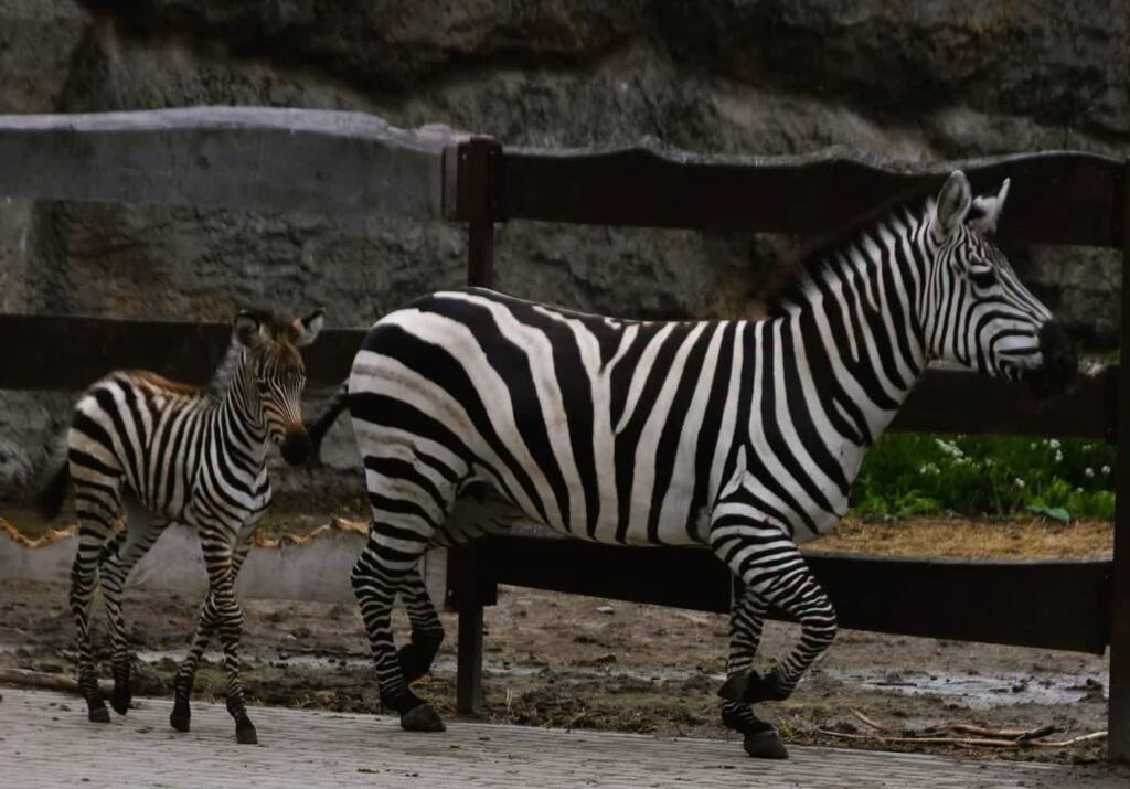 Radość narodzin i czas pożegnań. Co nowego w zamojskim ZOO? 2 EAttachments9639795636eae2eeb0a9b3ce15b4f3bcf8ec610 1 xl