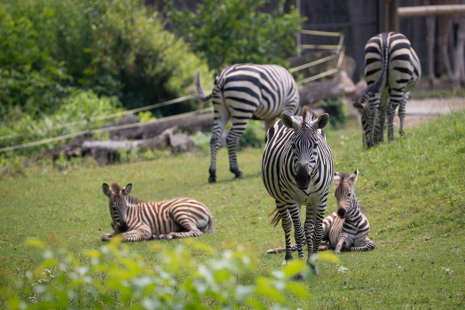 Opolskie zoo8.jpg