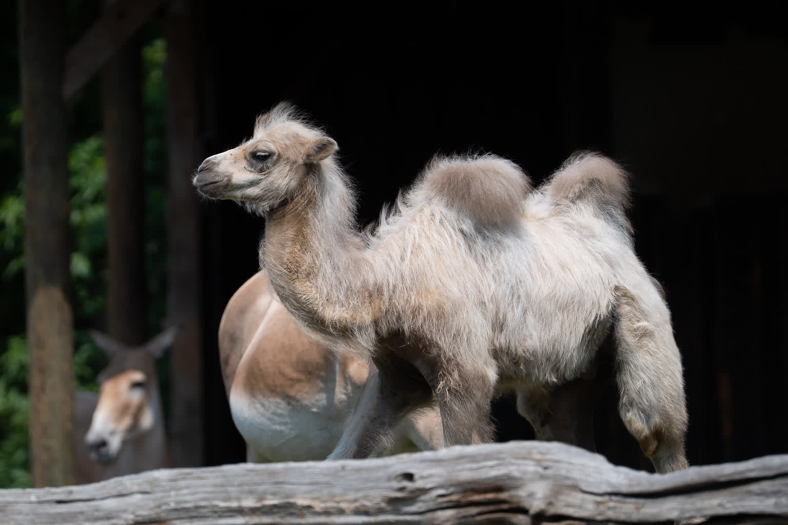 Opolskie zoo2.jpg
