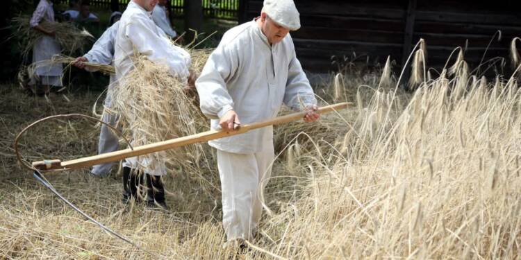 Kosy pójdą w ruch. Żniwa jak przed laty w Muzeum Wsi Lubelskiej 1 EAttachments96435959fc25ca4bded049673b55c59ec1ce5d3 xl 1