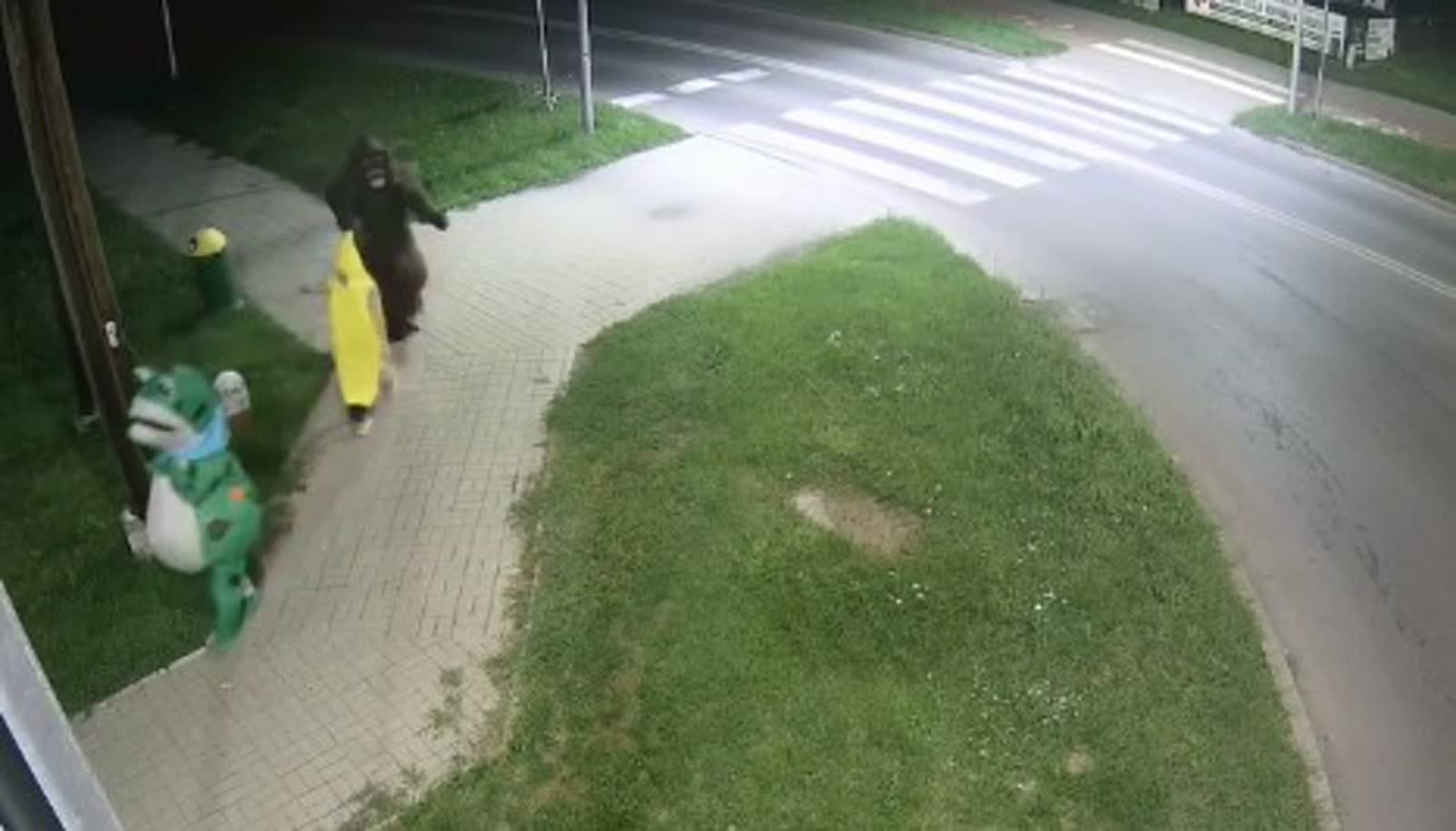Goryl, Żaba i Banan na ulicach Włodawy. Nietypowy spacer uchwycił monitoring [WIDEO]