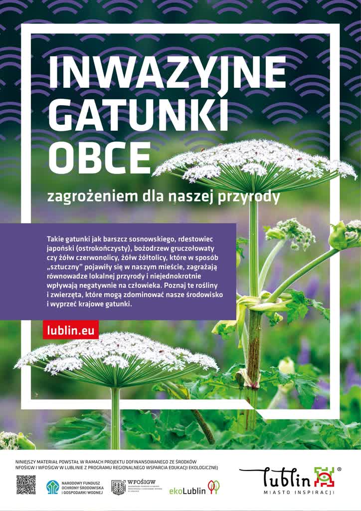 Lublin: barszcz Sosnowskiego na celowniku miasta 2 Plakat Inwazyjne gatunki obce_Miasto Lublin.jpg