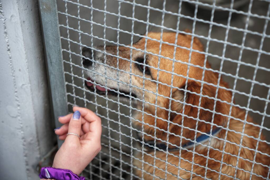 Pierwszy krok do adopcji. Schroniska z regionu dołączają do Psindera 3 EAttachments942062617f9accbe227145a63eb8241b6014bd4