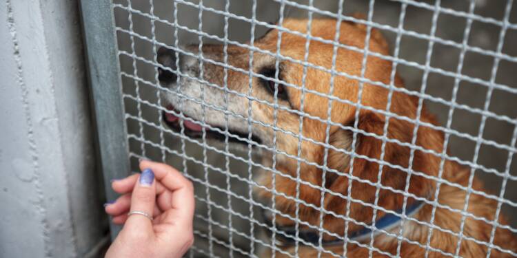 Pierwszy krok do adopcji. Schroniska z regionu dołączają do Psindera 1 EAttachments942062617f9accbe227145a63eb8241b6014bd4