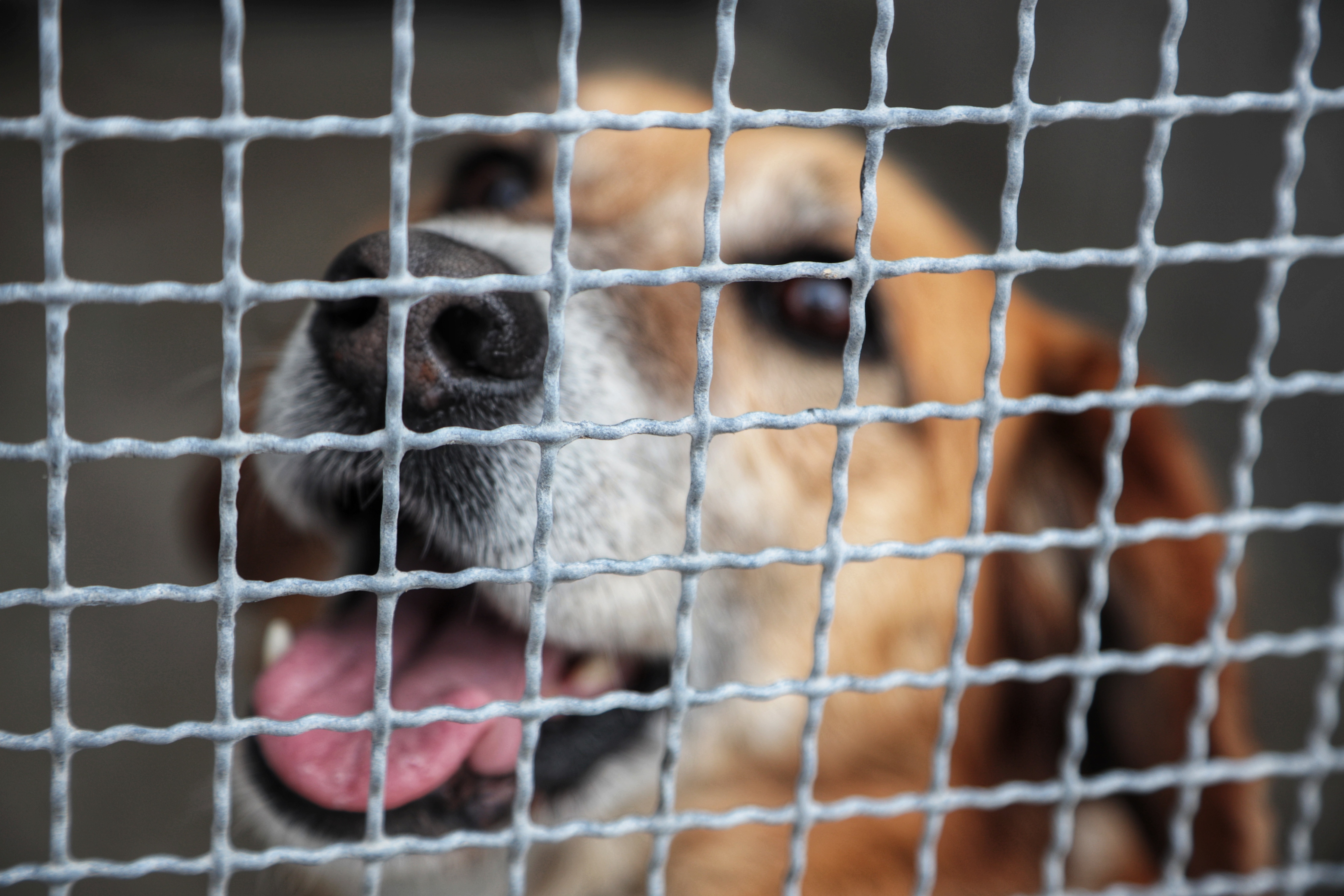 Pierwszy krok do adopcji. Schroniska z regionu dołączają do Psindera