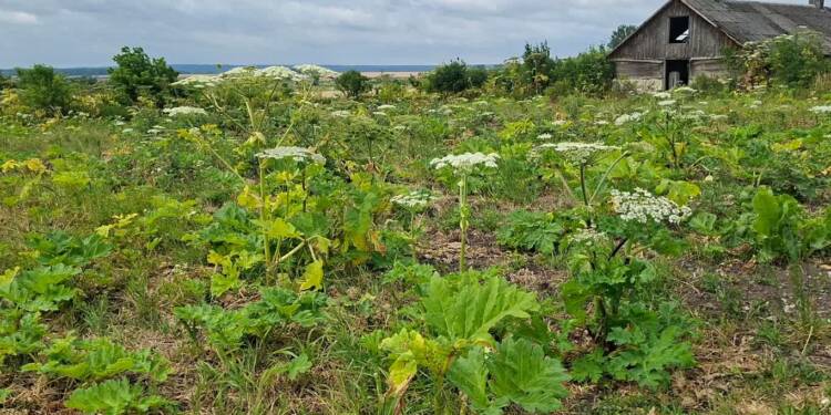 25.07.2026 Leśne lato - burza w lesie 1 EAttachments9624044bd4624190700ae804d206608d385f56f xl