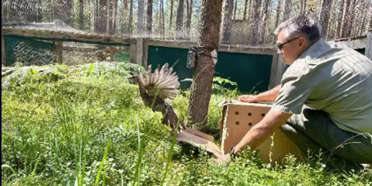 Nowa szansa dla głuszców. Młode ptaki trafiły do Lasów Janowskich 1 EAttachments96741538c23fdaa7c0fc273235e1b4c081ab71d xl