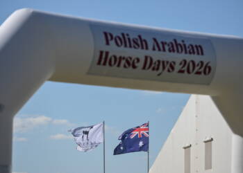 Najpiękniejsze araby na sprzedaż. W Janowie Podlaskim rozpoczyna się Pride of Poland 2 EAttachments9682357b08eb61403c953d7869ffc640a4982a9 xl
