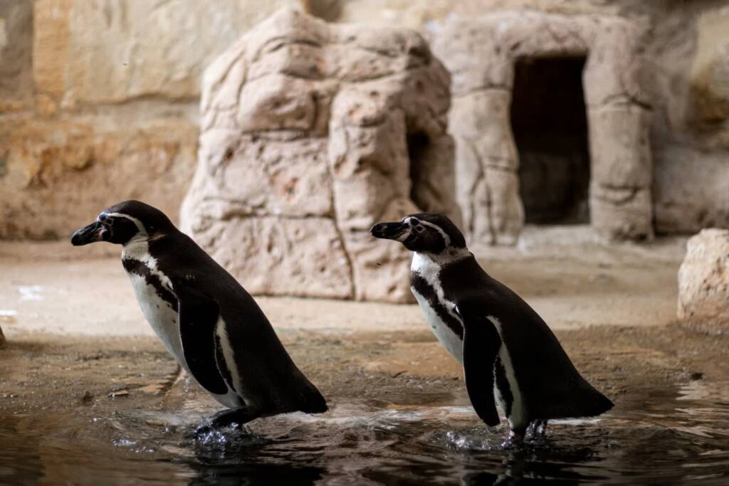 Zamojski ogród zoologiczny opóźnia otwarcie pingwinarium 1 EAttachments9682767c25b91743fa7307f0e803b411a63de34 xl