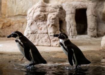 Zamojski ogród zoologiczny opóźnia otwarcie pingwinarium 3 EAttachments9682767c25b91743fa7307f0e803b411a63de34 xl