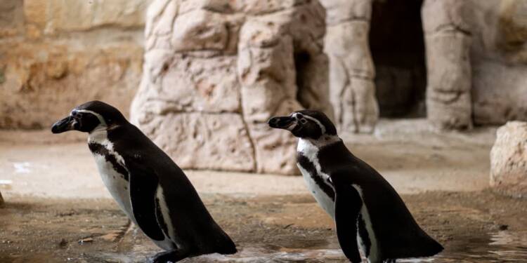 Zamojski ogród zoologiczny opóźnia otwarcie pingwinarium 1 EAttachments9682767c25b91743fa7307f0e803b411a63de34 xl