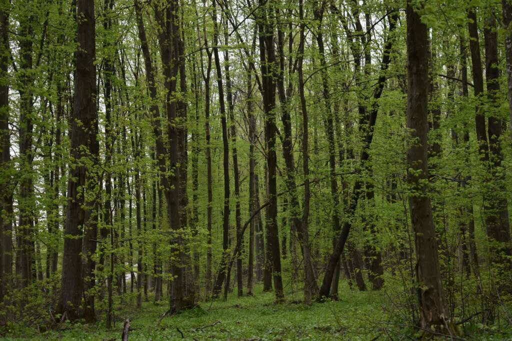 15.08.2026 Leśne wędrowanie 1 EAttachments9689603936a88b715ea39711e1bf75c0916cf21 xl