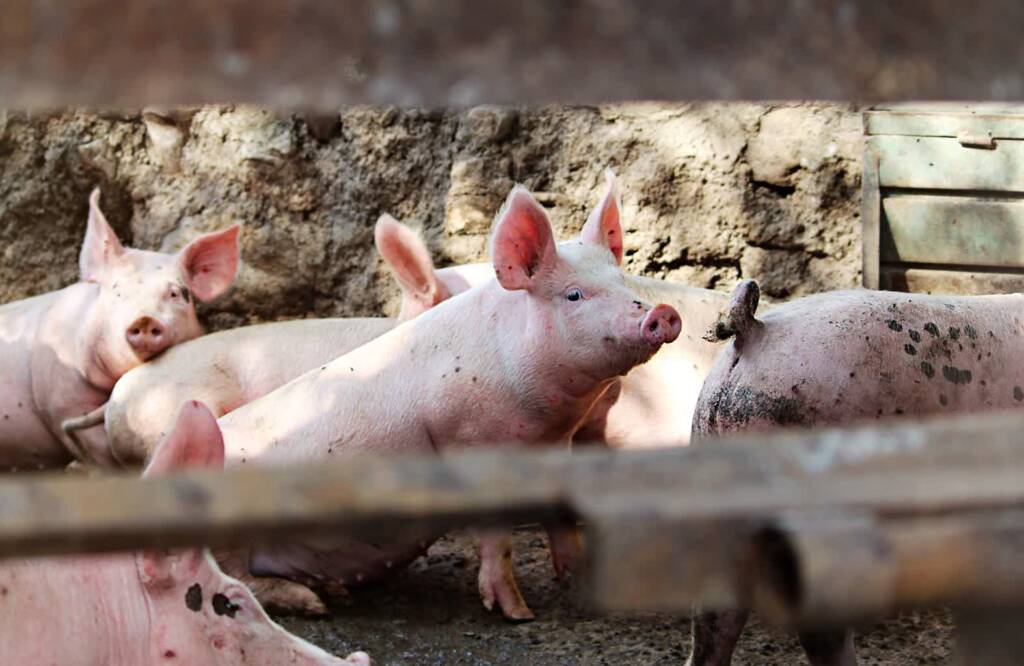 17.08.2026 Agrobiznes - o pomocy finansowej dla producentów świń 1 EAttachments9694009a2ac5c01ae34cce4edf064ee03761a65 xl