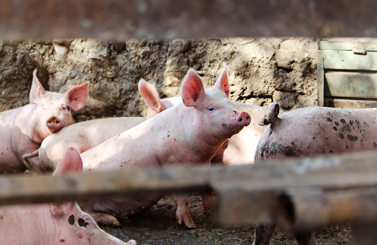 17.08.2026 Agrobiznes – o pomocy finansowej dla producentów świń
