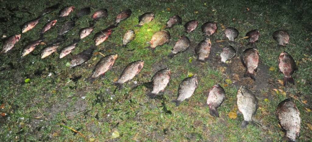 35 kilogramów karasia srebrzystego. 43-latek odpowie za kłusownictwo 1 EAttachments97048267bfd1a5f6ab63ea32b4a346ca27b0f42 xl