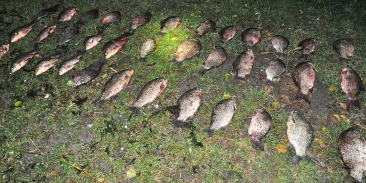 35 kilogramów karasia srebrzystego. 43-latek odpowie za kłusownictwo 1 EAttachments97048267bfd1a5f6ab63ea32b4a346ca27b0f42 xl