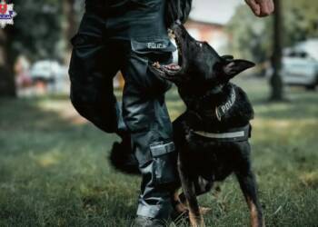 Czworonożny emeryt. Czort zakończył służbę w policji 2 EAttachments97074831665d1843b6d428148422c4daf435b56 xl