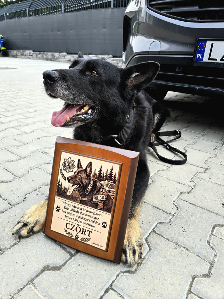 Czworonożny emeryt. Czort zakończył służbę w policji 2 361-296309.jpg