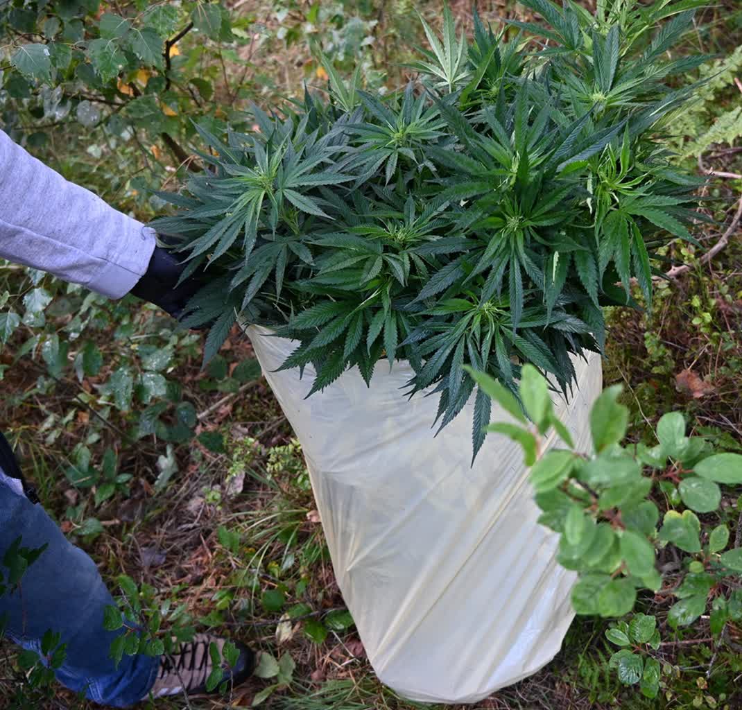 Pielęgnowali plantację w lesie. 42-latek i 38-latka zatrzymani