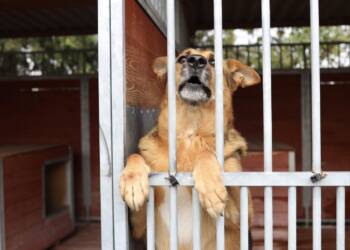 Kilkaset zwierząt czeka na adopcję. Dzień otwarty w lubelskim schronisku 2 EAttachments899509122d6ed97c2353357020f6ea57f6b0617