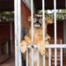 Kilkaset zwierząt czeka na adopcję. Dzień otwarty w lubelskim schronisku 10 EAttachments899509122d6ed97c2353357020f6ea57f6b0617