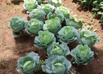 02.09.2026 Agrobiznes - probiotyki do upraw 2 EAttachments97233339ecfc3ae56d9a8243ec83964480919c4 xl