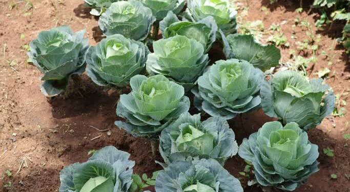 02.09.2026 Agrobiznes - probiotyki do upraw 1 EAttachments97233339ecfc3ae56d9a8243ec83964480919c4 xl