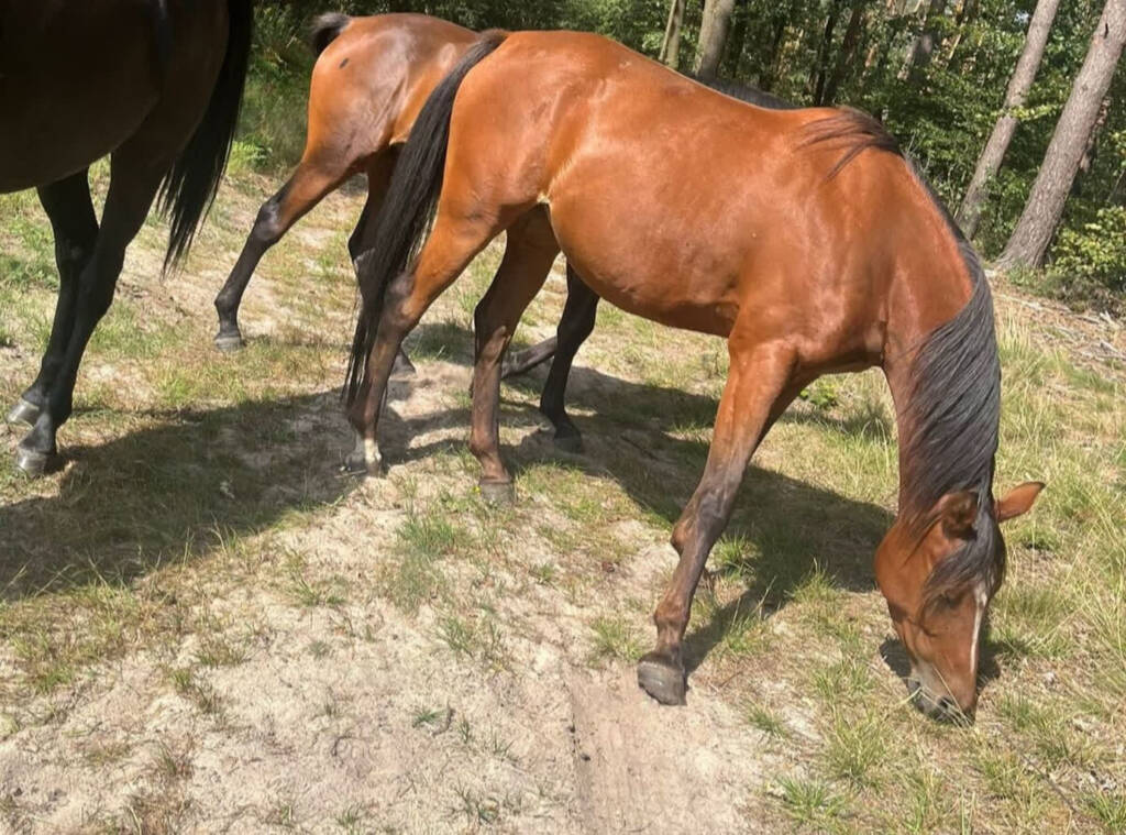 Konie pędziły w stronę ekspresówki. Policjanci ruszyli na ratunek 2 EAttachments97250871c31d7a46ce148752dfc7238e432ea1b xl