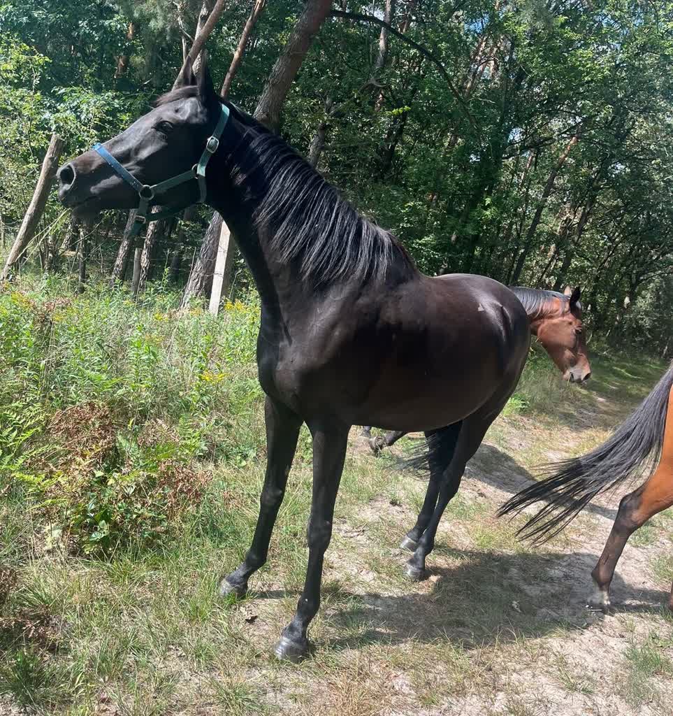 Konie pędziły w stronę ekspresówki. Policjanci ruszyli na ratunek