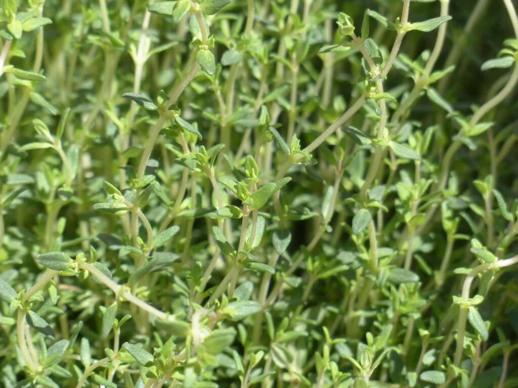 08.09.2026 Żyj zdrowo - tymianek i oregano 1 EAttachments97354879955de041c5f37b1bf27533906fa0aea xl