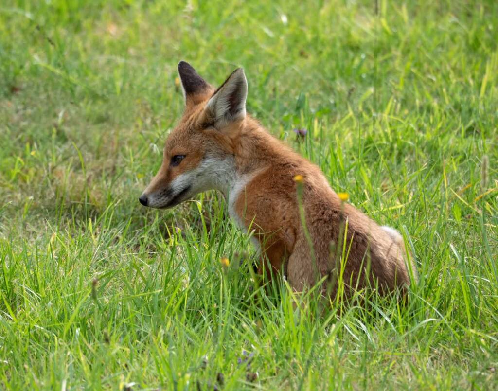 Lubelskie: w czwartek rozpocznie się akcja szczepienia lisów 1 EAttachments973831002b730d6ab27f88ba35e4043d7fb8b44 xl