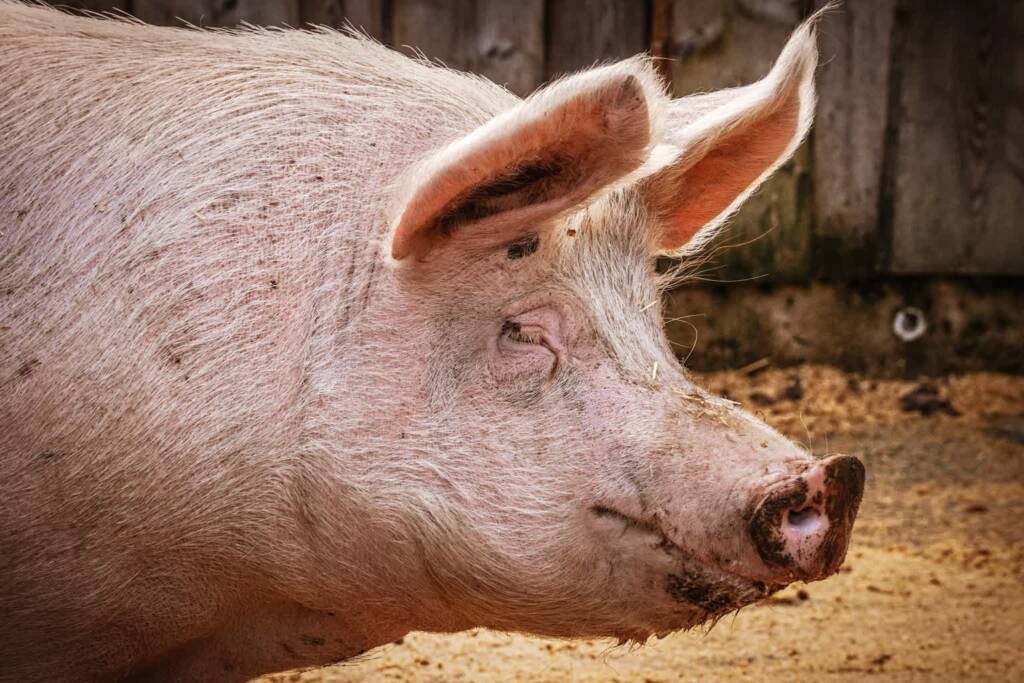 15.09.2026 Agrobiznes - wsparcie dla producentów trzody chlewnej 1 EAttachments9748863a468a82dff8059a9653719a02b56b8d6 xl
