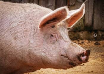 15.09.2026 Agrobiznes 4 EAttachments9748863a468a82dff8059a9653719a02b56b8d6 xl