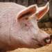 15.09.2026 Agrobiznes 10 EAttachments9748863a468a82dff8059a9653719a02b56b8d6 xl