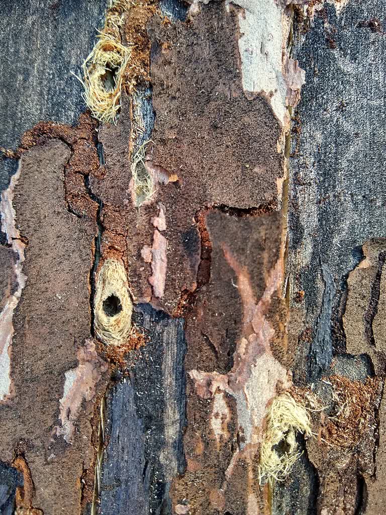 Phaenops_cyanea_-_wood_with_boring_signs.jpg