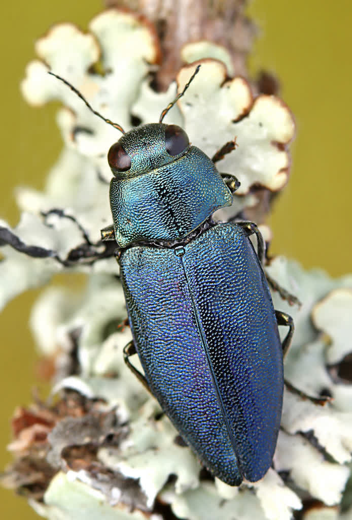 Phaenops_cyanea.jpg